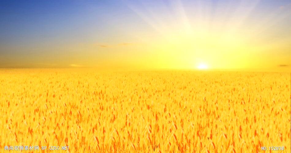 A201-风吹麦浪 视频动态背景 虚拟背景视频