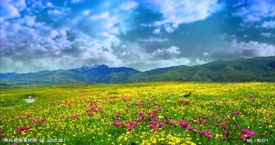 A390-花丛蝴蝶蓝天白云 视频动态背景 虚拟背景视频