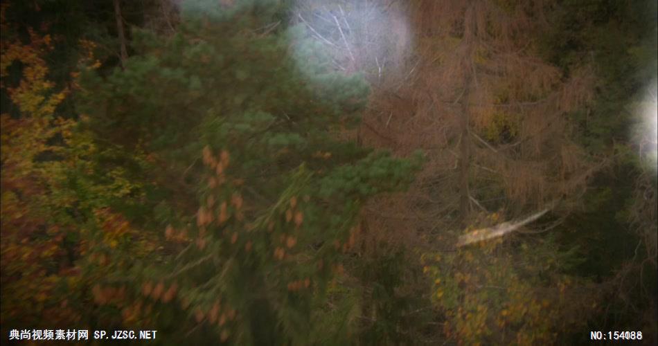 -绝美超美最美+森林风景一组