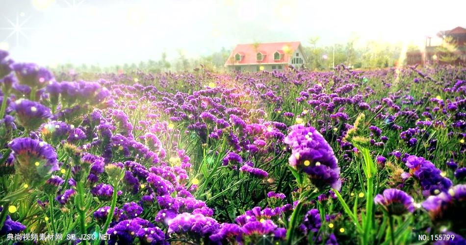 A301-田园婚礼+花的海洋+勿忘我(有音乐) 婚庆婚礼背景 婚庆婚礼