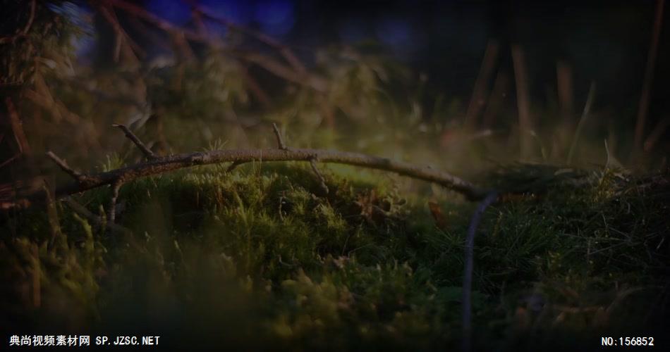 AE：春天树叶标志 AE脚本15 logo标志ae动画模版 标志动画