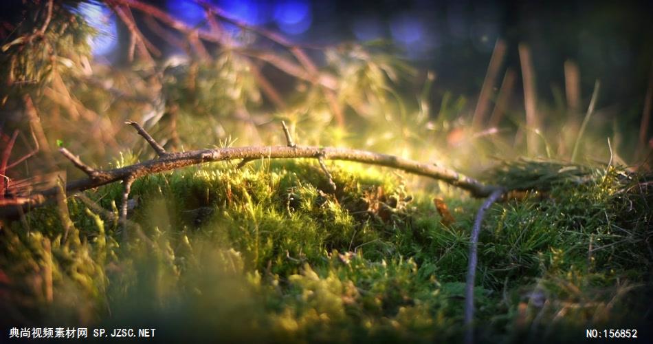 AE：春天树叶标志 AE脚本15 logo标志ae动画模版 标志动画