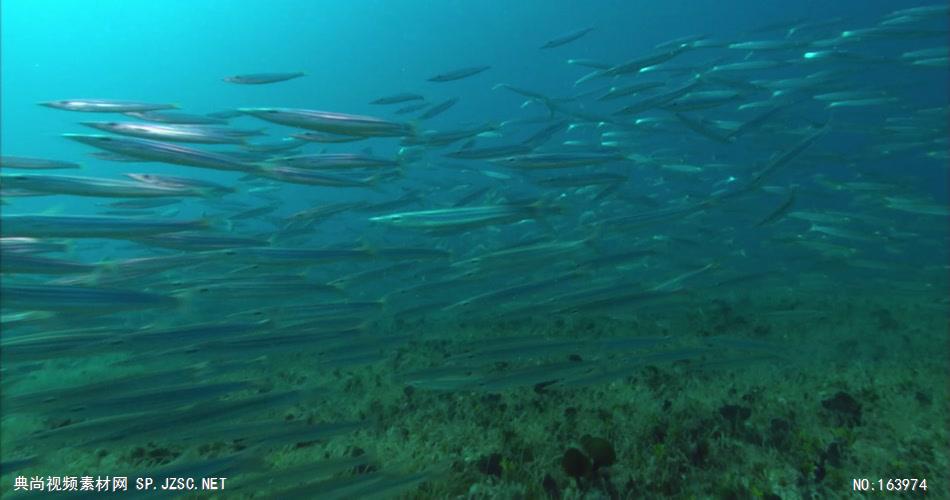 海底海浪深海斑斓海底2 led视频背景 视频素材动态背景