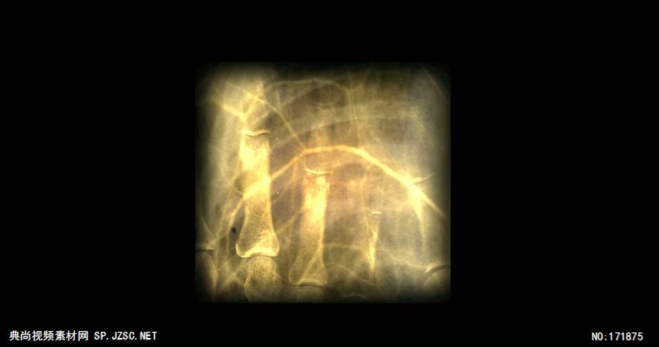 人的骨头 Human Bones 高清视频全集_batchStoc Video高清视频素材下载 led视频背景 led下载