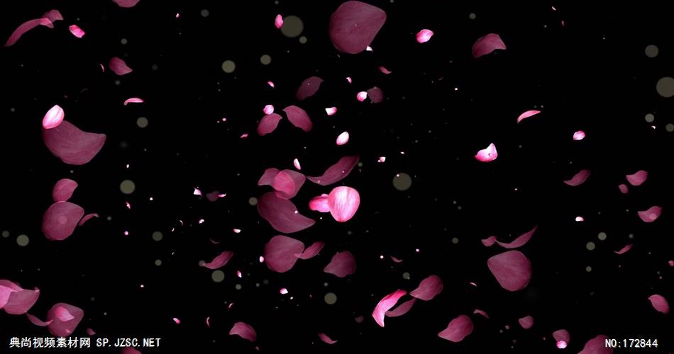 -玫瑰D32913玫瑰花瓣_batch led视频背景下载
