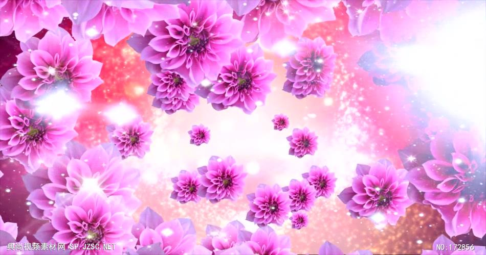 -玫瑰D3292粉红色花海_batch led视频背景下载