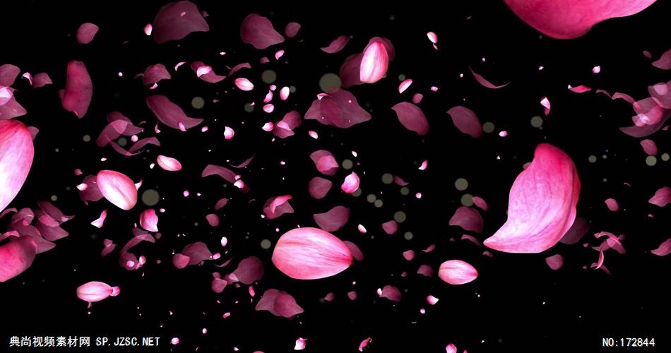 -玫瑰D32913玫瑰花瓣_batch led视频背景下载