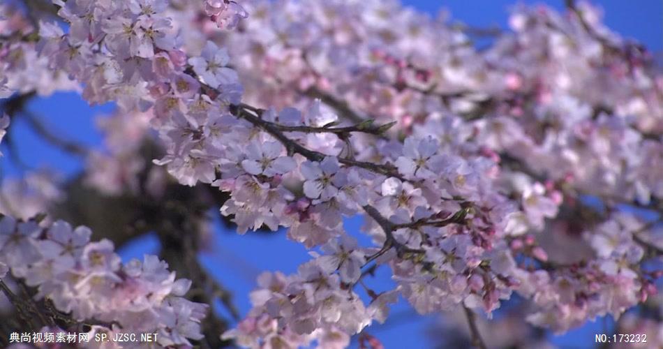 唯美樱花+AM051-27+视频下载-典尚视频素材网-sp.jzsc.net