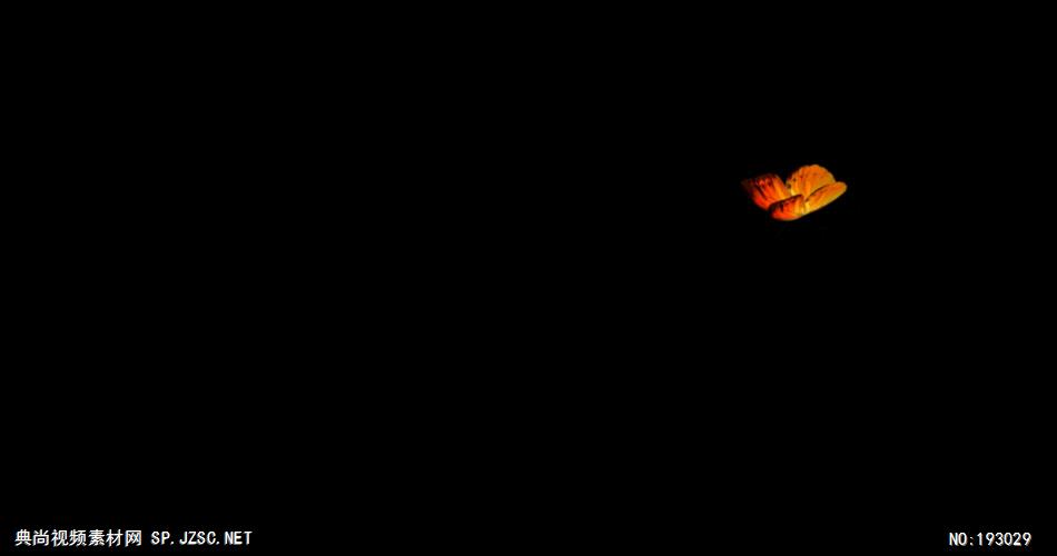 十三个漂亮缤纷的蝴蝶素材带通道5 视频素材下载