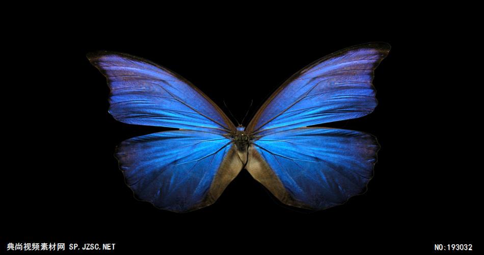 十三个漂亮缤纷的蝴蝶素材带通道2 视频素材下载