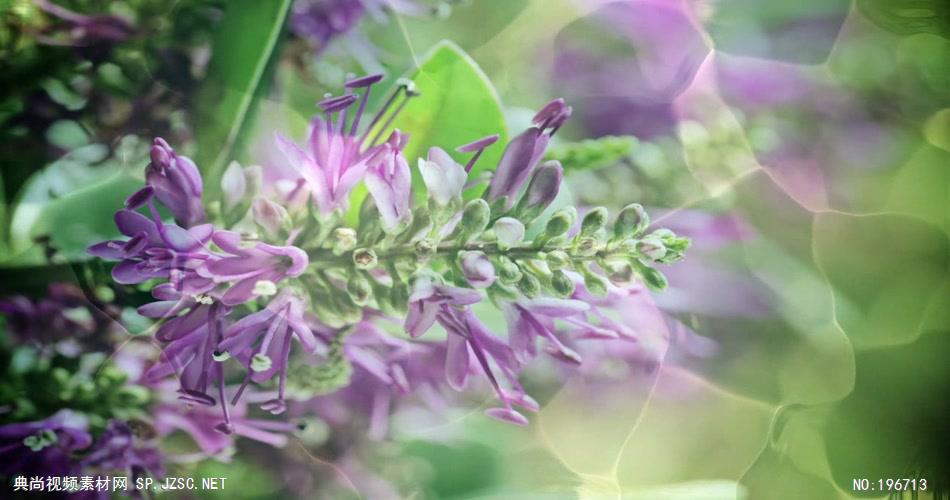 小清新美景系列款Y5812极致水中花3