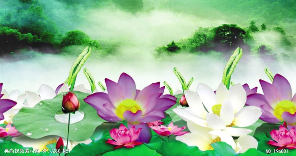 荷塘月色荷花系列8