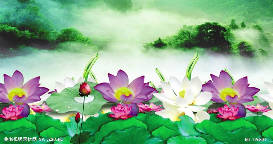 荷塘月色荷花系列8