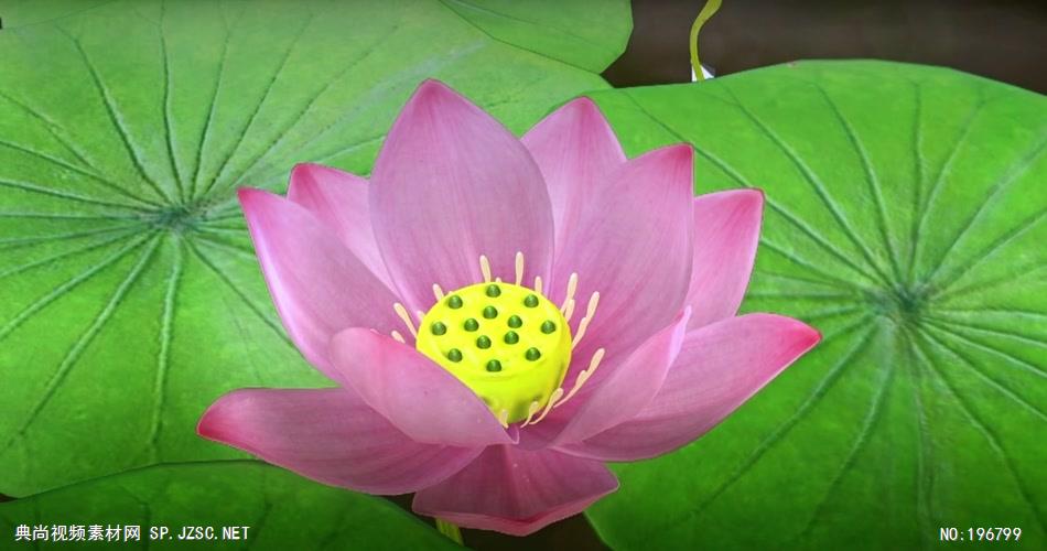 荷塘月色荷花系列5