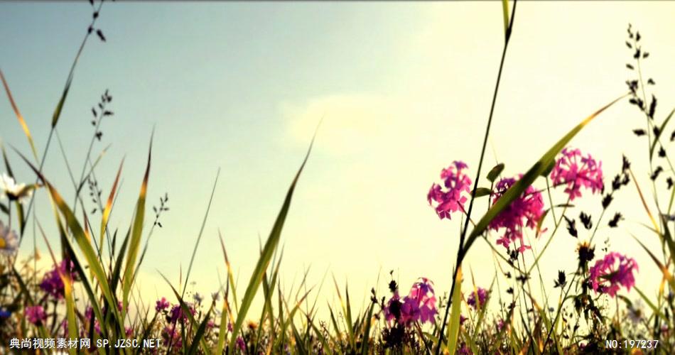 荷塘月色荷花系列18