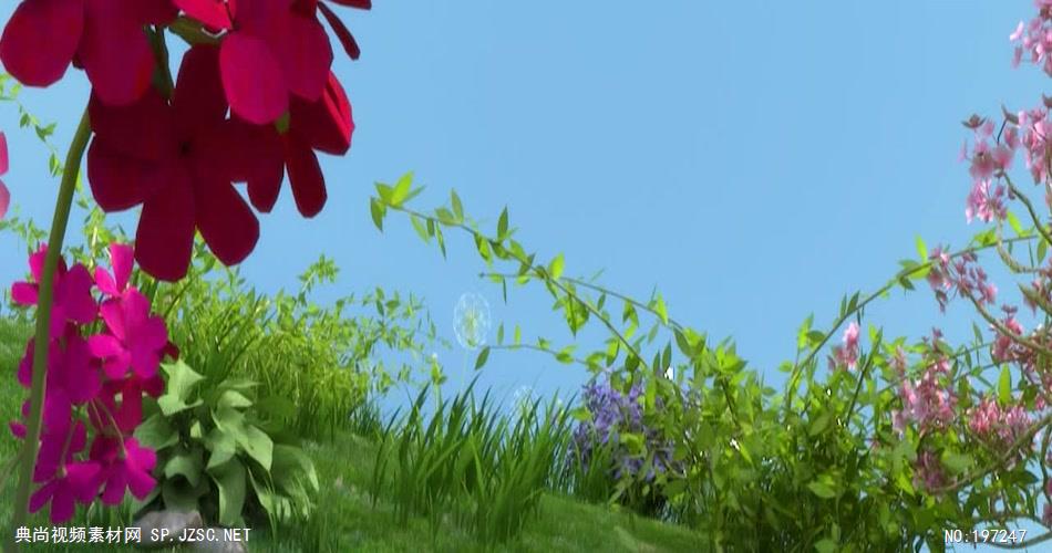 荷塘月色荷花系列11