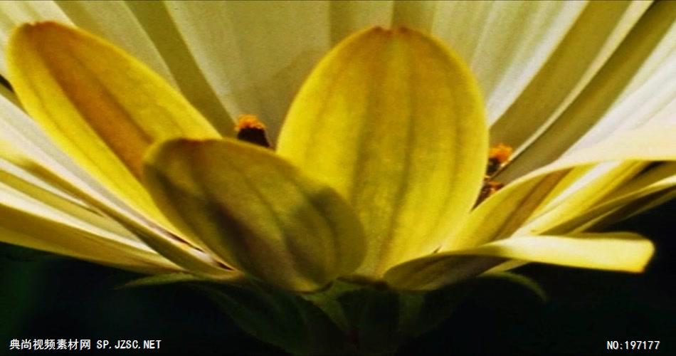 祖国系列款Y8252歌唱祖国乘着目光的翅膀含音乐