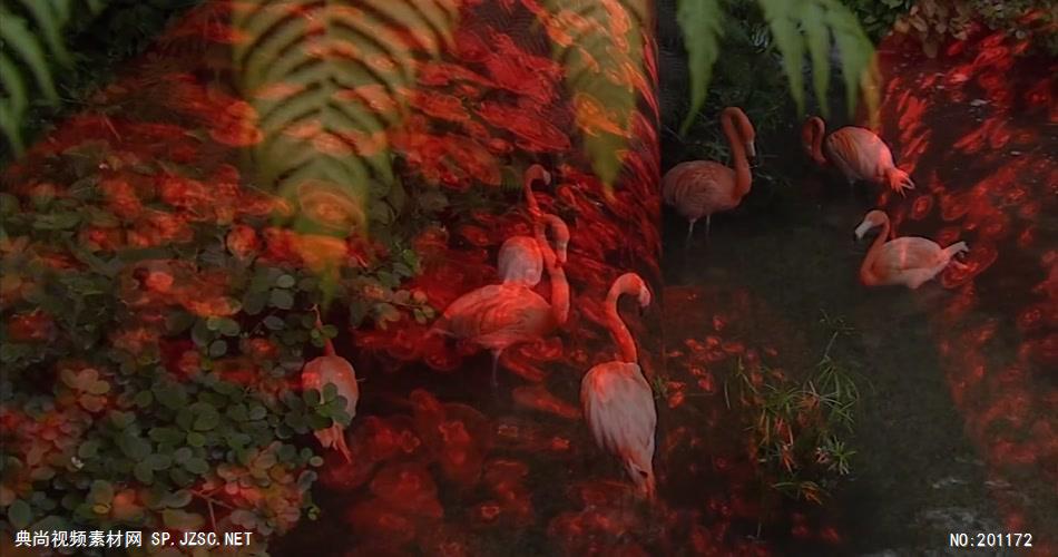 香港海洋公园+海底世界+金鱼馆+海豚表..._batch中国名胜风景标志性景点高清视频素材