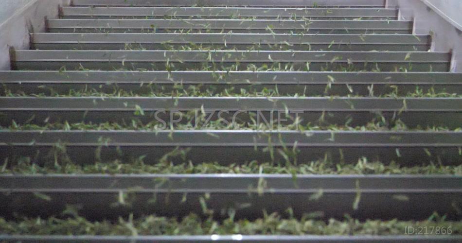 茶叶工厂车间制茶高清视频素材