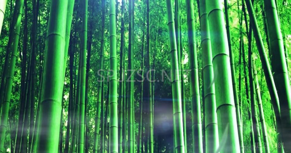 17艺智青青竹儿_1