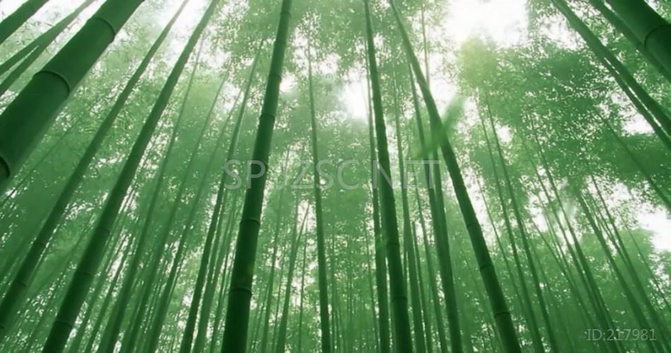 17艺智青青竹儿_1